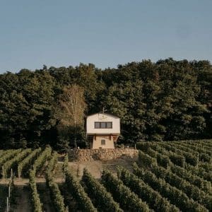 Panorama-Weinprobe